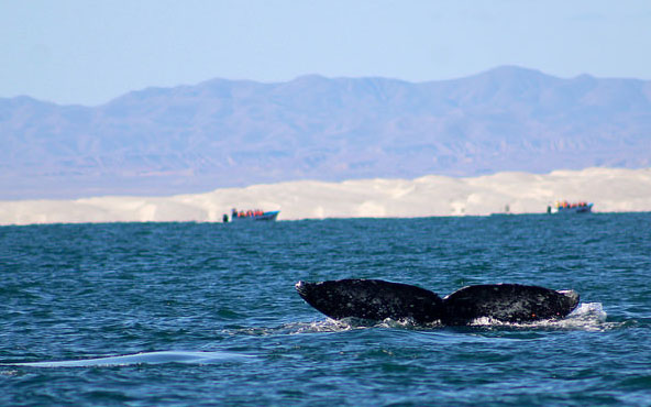 Avistamiento de Ballenas en Baja California Sur